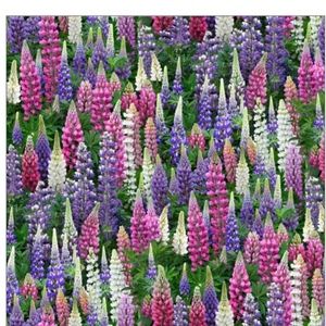 Meet your Posher, Patty